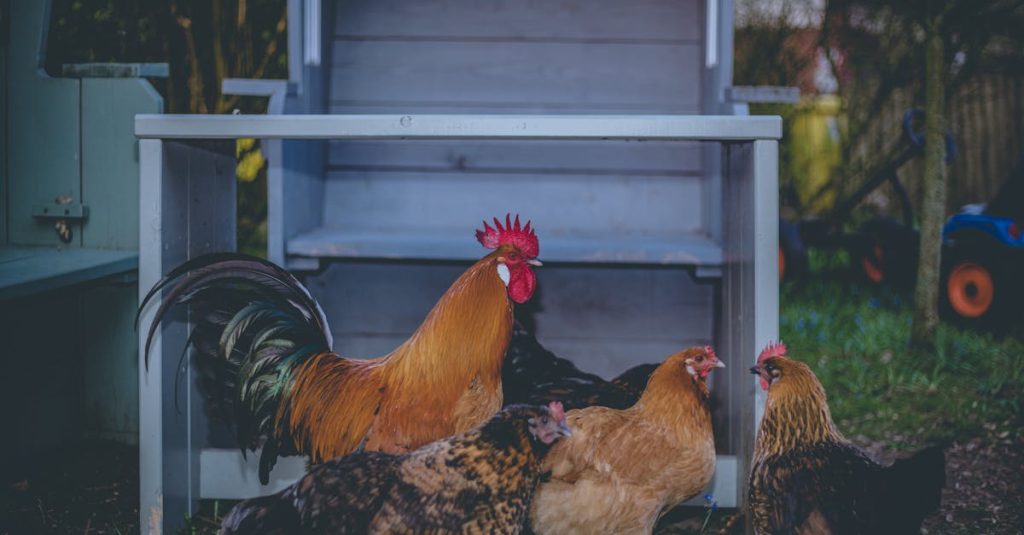découvrez nos poulaillers de haute qualité, conçus pour garantir le confort et la sécurité de vos poules. avec des designs variés et des matériaux durables, offrez à vos volailles un habitat idéal tout en embellissant votre jardin.