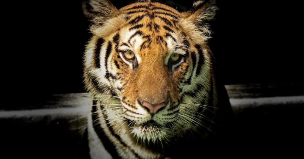 découvrez tout ce qu'il faut savoir sur l'utilisation du baume du tigre pendant l'allaitement. apprenez si ce produit apaisant est sûr pour les mamans qui allaitent et obtenez des conseils pour l'appliquer en toute sécurité pour soulager les douleurs musculaires sans nuire à votre bébé.