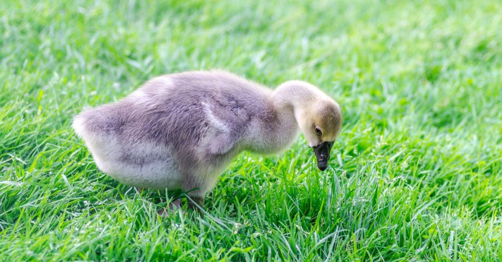 découvrez les comportements fascinants des bébés et comprenez leur développement. apprenez à déchiffrer les signaux de votre enfant, ses besoins et ses émotions pour créer un lien fort et épanouissant.