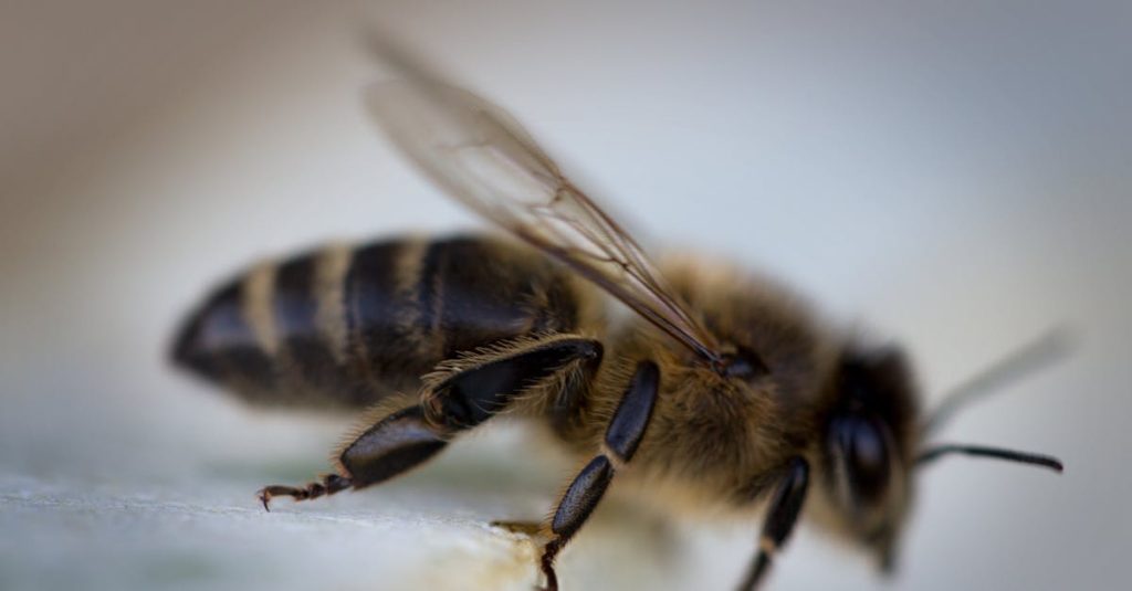 découvrez les bienfaits de la propolis, cet extrait naturel aux propriétés exceptionnelles, utilisé depuis des siècles pour renforcer le système immunitaire, favoriser la guérison et améliorer la santé. explorez son utilisation, ses vertus et comment l'intégrer dans votre routine bien-être.